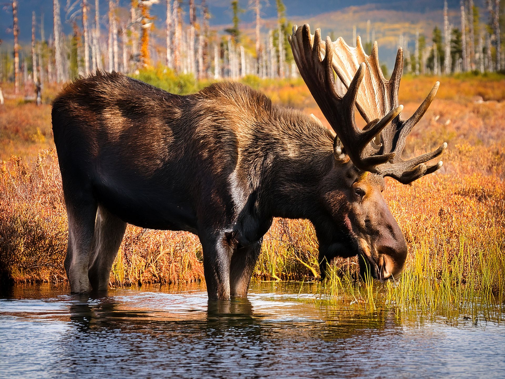 Moose In Water